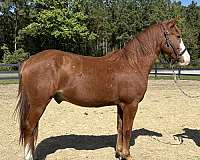 sorrel-pony-quarter-pony-for-sale