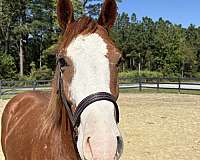 sorrel-gelding-for-sale