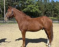 sorrel-quarter-horse-gelding