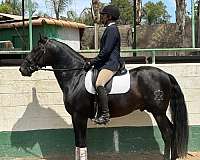 anccce-andalusian-horse