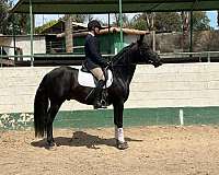anccce-horse