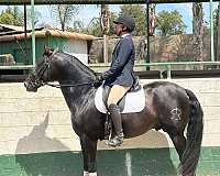 anccce-stallion