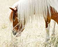 blue-eyes-pony