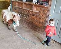 beginner-miniature-pony