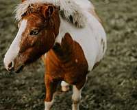blue-eyed-miniature-pony