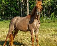 trail-horse-tennessee-walking