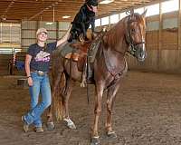 family-horse-tennessee-walking
