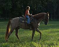 twhbea-tennessee-walking-horse