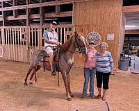 gaited-horse-tennessee-walking