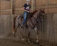 gentle-horse-tennessee-walking