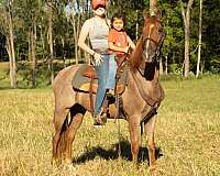 my-horse-connection-tennessee-walking