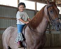 gun-safe-horse-tennessee-walking