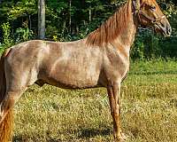 horse-for-sale-tennessee-walking