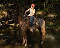 western-horse-tennessee-walking