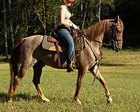 western-dressage-horse-tennessee-walking