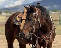 quarter-horse-filly