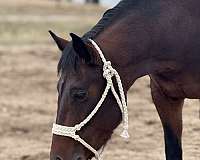 quarter-horse-for-sale