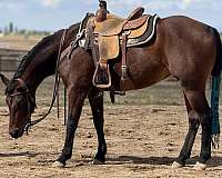 quarter-horse