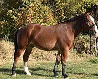 stripe-back-left-sock-horse