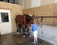 bay-stripe-back-left-sock-horse