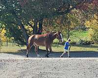 amicable-draft-horse