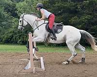 experienced-thoroughbred-warmblood-horse