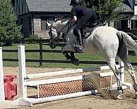 none-horse