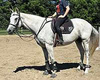 grey-none-horse