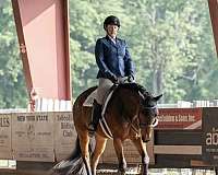 quarter-horse-gelding
