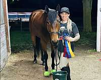 quarter-horse-for-sale