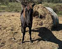 agility-pinto-horse