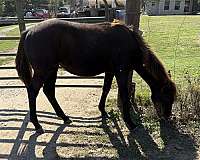 all-pinto-horse