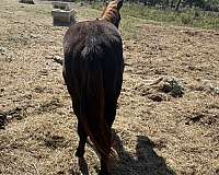 buckpasser-pinto-horse