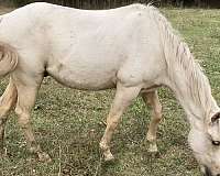 ready-to-train-quarter-pony