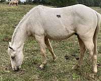 curious-quarter-pony
