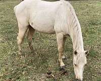 comes-stallion