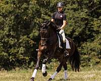 dressage-friesian-horse
