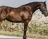 athletic-friesian-horse