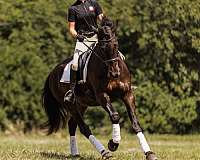 flashy-friesian-horse