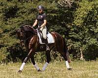 performance-friesian-horse