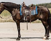 ridden-english-friesian-horse