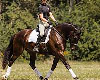 ridden-western-friesian-horse