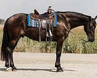 show-friesian-horse