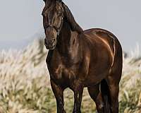 trail-friesian-horse