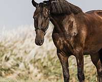 trail-riding-friesian-horse