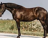 black-friesian-gelding