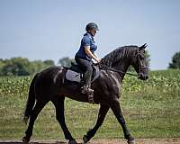athletic-friesian-horse