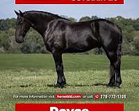 all-around-friesian-horse
