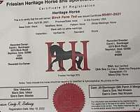 cross-friesian-horse