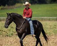 dressage-friesian-horse